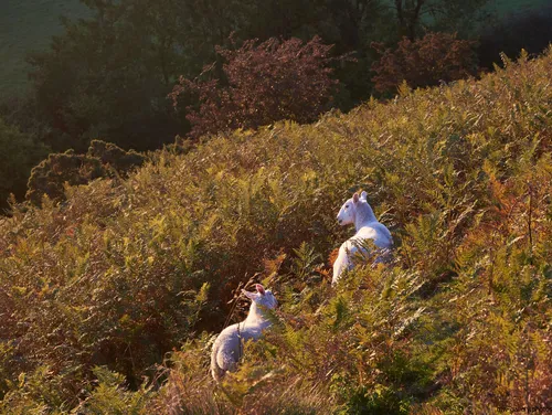 This landscape photograph features Sheep Hill, a rural area within the North Yorkshire Moors in the United Kingdom. Captured in the early evening during autumn in 2018, the image shows two Sheep, representative of the area's animals, grazing among dense vegetation and ferns. The scene highlights the natural environment typical of the moors, with the lower sun casting a warm light across the sloping terrain and distant woodland. The photograph reflects the essence of rural North Yorkshire, emphasizing the presence of animals and nature at this time of year.